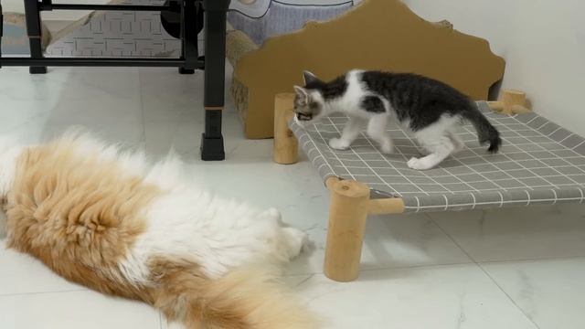 What Happens When the Big Cat Accepts the Rescued Kitten As a Little Brother?  Episode.72