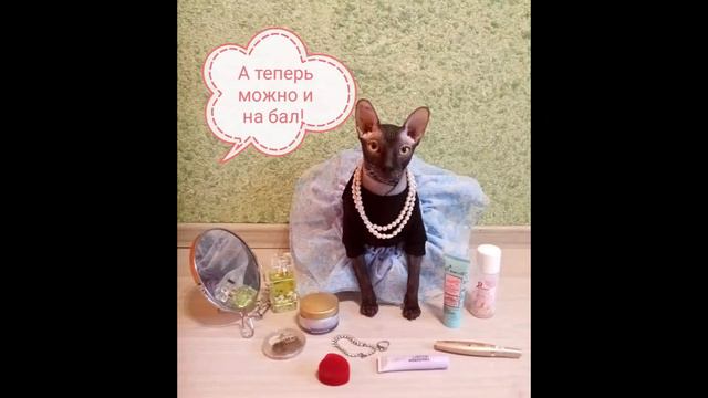 как проходит день кошки Мони :) смотреть онлайн