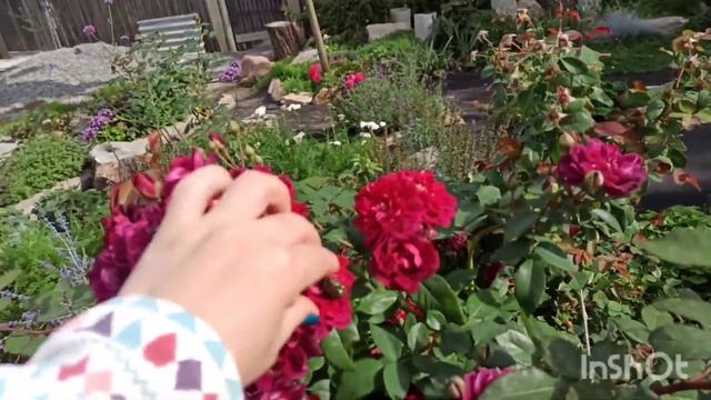 Подарки осени! Благодарность сада за мои труды! смотреть онлайн