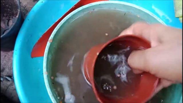 พลูด่างหัวใจแนบอุรา เพิ่งจะได้รู้จักต้นไม้นี้ ! смотреть онлайн