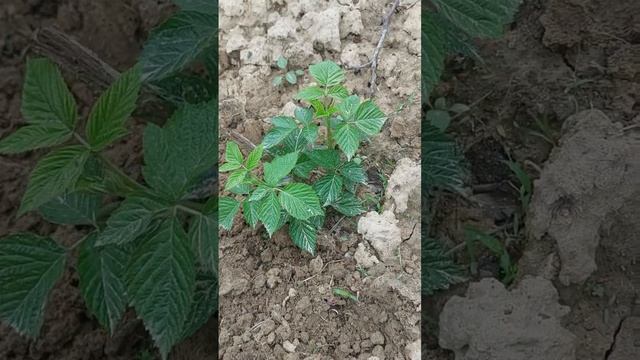 Миланы Узбекистана! Отличие местных сортов от зарубежных #огород #малина #сад #сад #бизнес #малинки смотреть онлайн