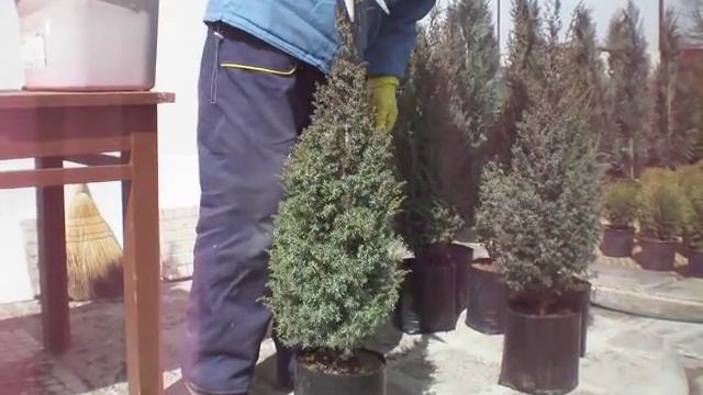 Подрязване на смрика Комунис смотреть онлайн