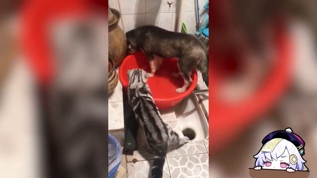 РЖАКА  ДО СЛЕЗ  ? 30 Минут смеха 2024 Смешные видео Лучшие Лютые ПРИКОЛЫ