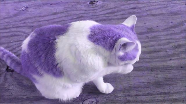 Catnip Alley смотреть онлайн
