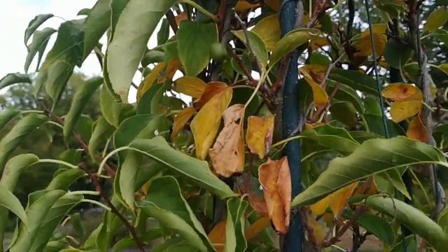 Who ate all the Kiwi Berries? (Actinidia arguta 'Issai') смотреть онлайн