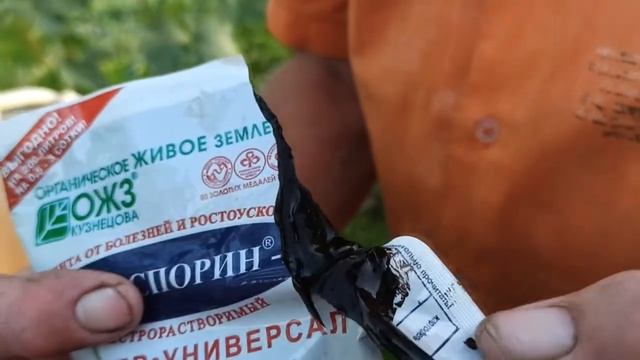 Листья крыжовника и смородины покрываются белым налетом - это мучнистая роса. смотреть онлайн