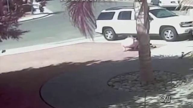 КОТ ГЕРОЙ - KATER HELD