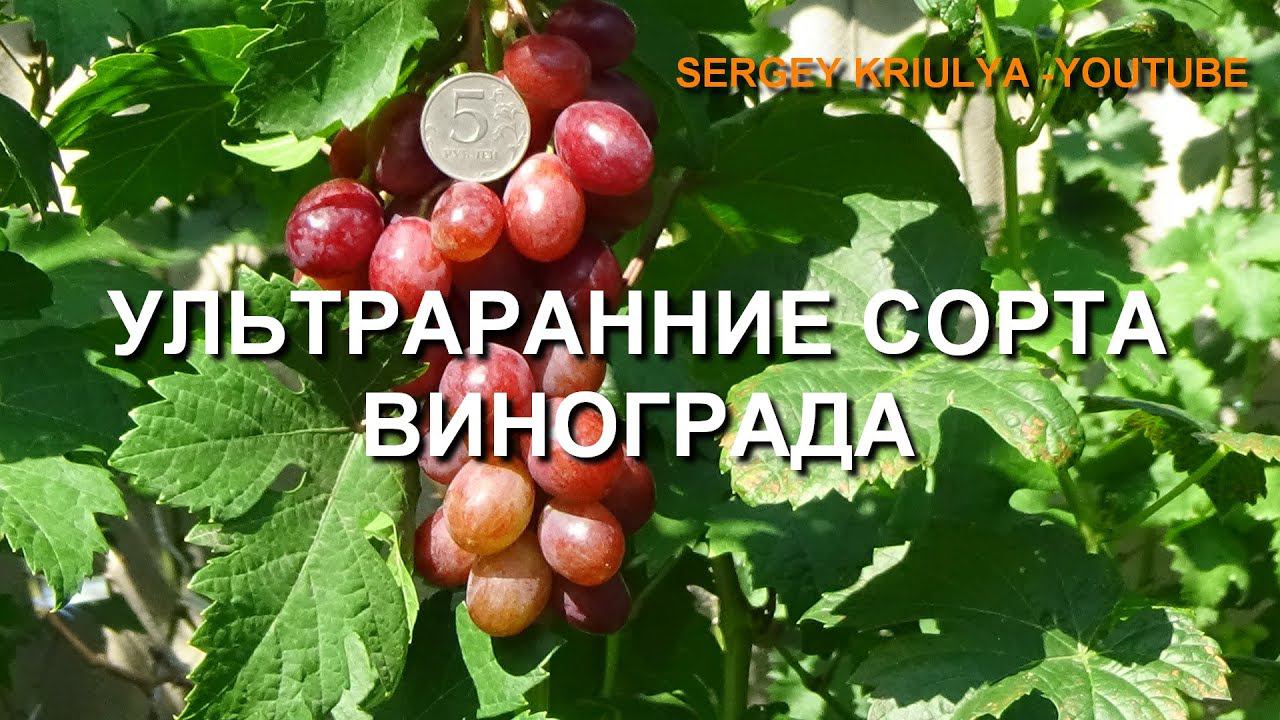 Ультраранние сорта винограда. 30 июля - 2 августа 2020 г. www.vinograd-kriulya.com смотреть онлайн