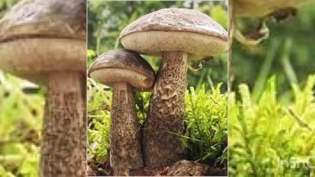 Почему их так назвали ? смотреть онлайн