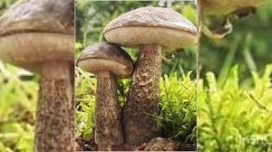 Почему их так назвали ?