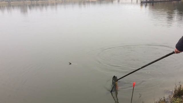 Клёв в Рыбин Гуде по всему периметру основного водоёма !!! смотреть онлайн