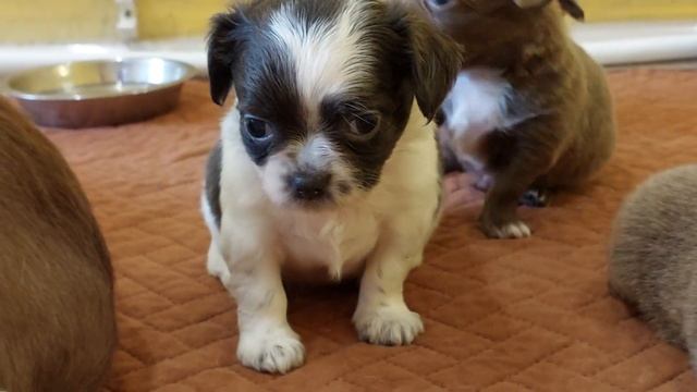 79787458062 ПРОДАЖА чихуахуа питомник Кастропуло Крым 35 дней Божена и Купидон ? chihuahua