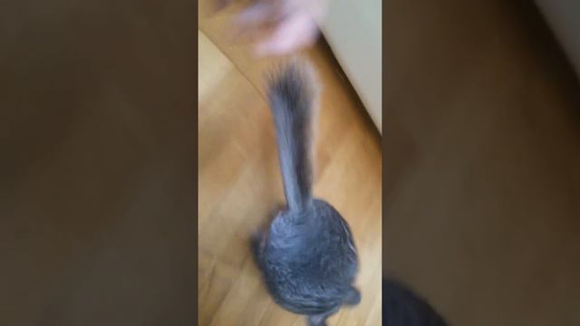 Шиншила на воле смотреть онлайн