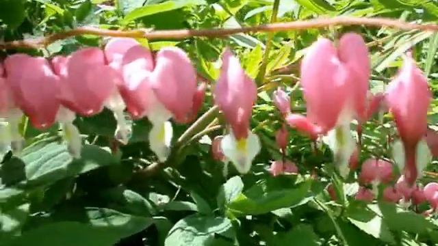 Цветы начала лета. смотреть онлайн