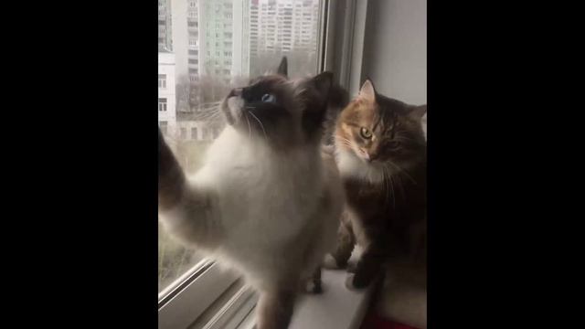 Кусь за попу смотреть онлайн
