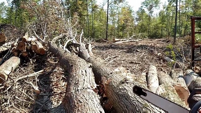 Husqvarna 562 XP!!!!! Start!!!