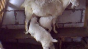 как отлучать козлят от козы