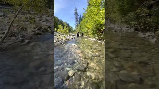 Capilano River Sights and Sounds смотреть онлайн