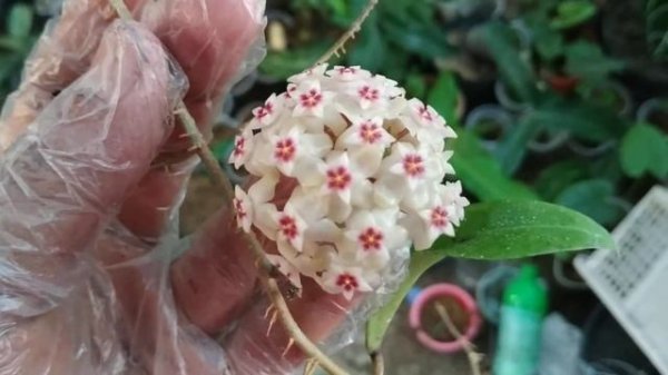 Hoya Sp Gayo Aceh (Parasitica Variant) long leaf. Cute Flower