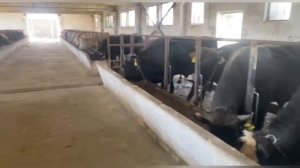 Откорм бычков, результат откорма бычков по моей методике.