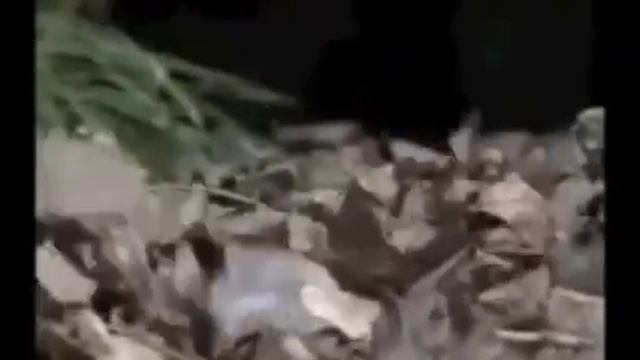 'Кто Вы Орел или утка' смотреть онлайн