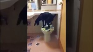 Вот как собака какает