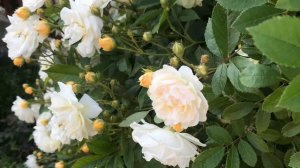 Плетистая Роза Гислен де фелигонд! Rose  Ghislaine de Feligonde !!