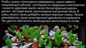 Заячьи ушки. Монилария. Красивые растения для дома и сада.