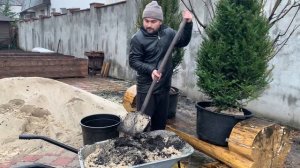 Хвойные растения в контейнере