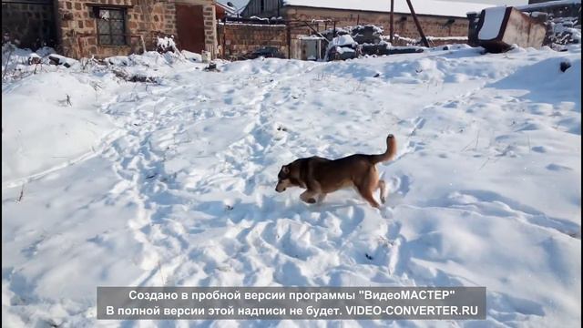 Гампр, армянский волкодав հայկական գամփռ смотреть онлайн