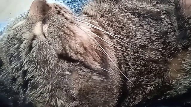 Что ест кот Ромка. Он против овощей и злаков🤣 смотреть онлайн