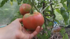 Сорт томатов Бабушкин секрет