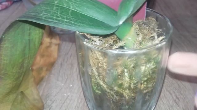 Черная орхидея без корней и без листьев... будет жить. смотреть онлайн