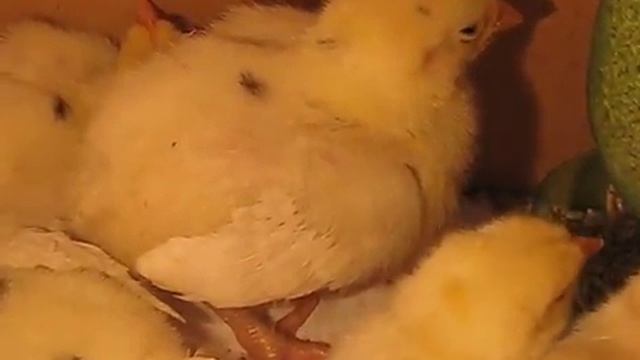 цыпленок засыпает///недельный цыпленок смотреть онлайн