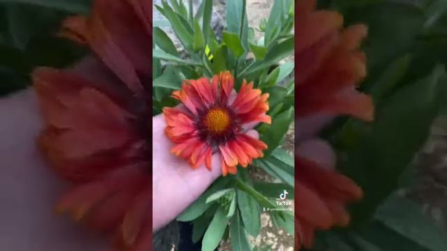 #многолетникиизсемян #многолетниецветы #гайлардия. Гайлардия из семян. смотреть онлайн