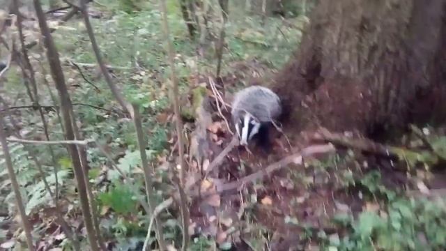 Спящий барсук! смотреть онлайн