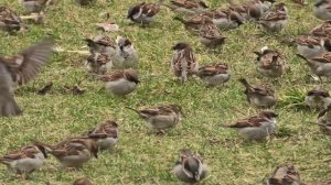 Воробьи - любимые птицы Богини Афродиты ✨