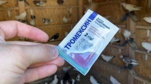 Этот препарат вылечит ваших Голубей!