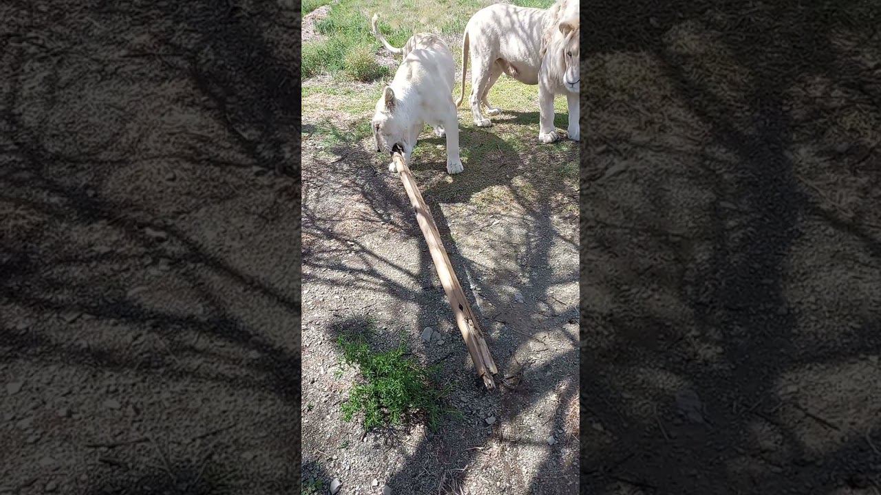 Львы сломали скамейку и не признаются смотреть онлайн