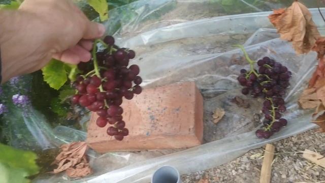 Флейм Сидлис, раннесредний розовый кишмиш смотреть онлайн