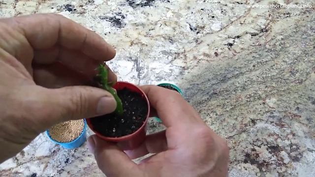 Opuntia Subulata (Agulha de Eva): Saiba Como Fazer Mudas смотреть онлайн