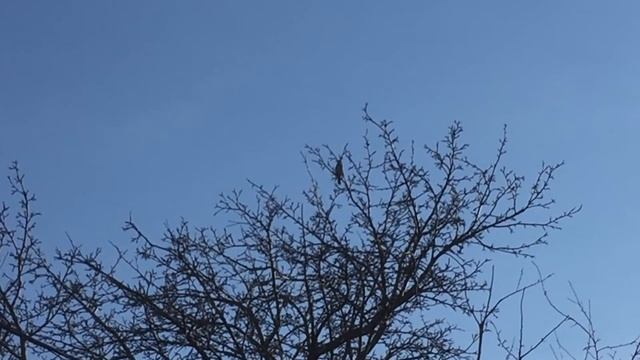 Весенние певцы.Дача.Лето 2021 год смотреть онлайн
