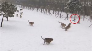 ЖИВОТНЫЕ против ДРОНОВ или как звери нападают на квадрокоптеры!