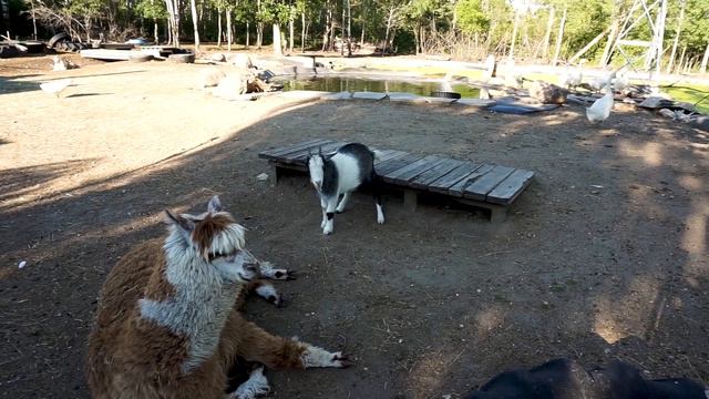 Massive Rabbit Rescue - Over 350 Rabbits Come in to the Farm - Vlog #281 смотреть онлайн