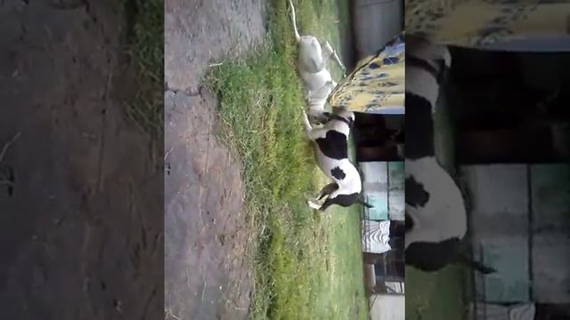 Pitbull art atack 2 jajaja смотреть онлайн