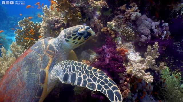 лечебная музыка для сердца и сосудов ? Нежная музыка, успокаивает нервную систему и радует душу смотреть онлайн