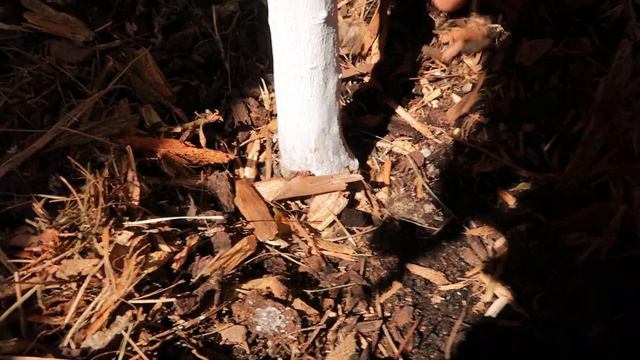 Adding coffee Grounds To all my Fruit Trees, Why you ask? смотреть онлайн