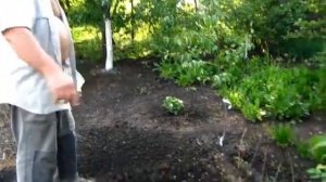 Повторный посев редиски