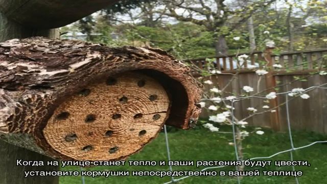 Как и чем привлечь пчел в теплицу, парник для опыления огурцов? Какие цветы привлекают пчел в тепл. смотреть онлайн