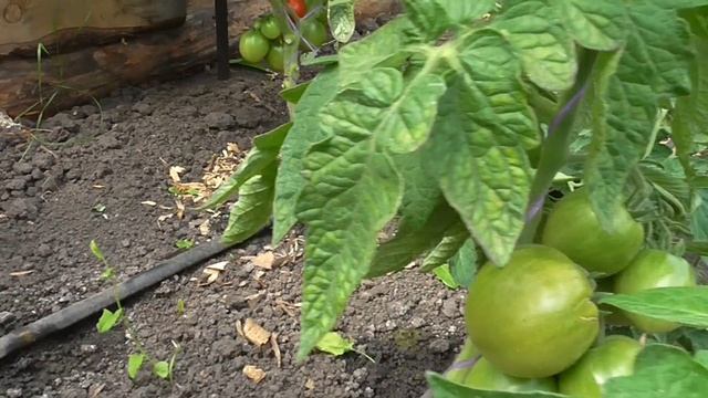 ТОМАТ ДУБРАВА смотреть онлайн